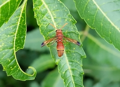 Antodynerus limbatus