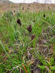 Carex melanocephala