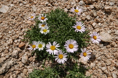 Erigeron eatonii
