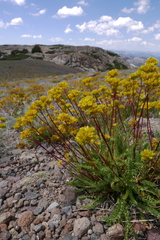 Ivesia gordonii