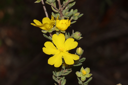 Image of Hibbertia cinerea by (c) Tim Hammer, some rights reserved (CC BY)