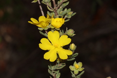 Hibbertia cinerea