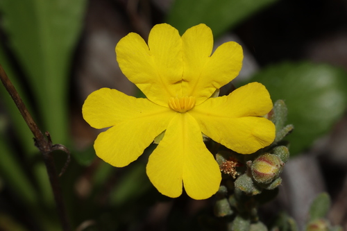 Image of Port Lincoln Guinea-Flower (Hibbertia cinerea) by (c) Tim Hammer, some rights reserved (CC BY)