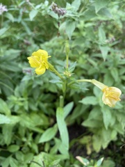 Oenothera villosa villosa