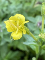 Oenothera villosa villosa