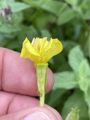 Oenothera villosa villosa