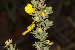 Hibbertia cinerea