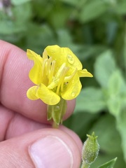Oenothera villosa villosa