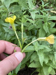 Oenothera villosa villosa