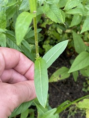Oenothera villosa villosa