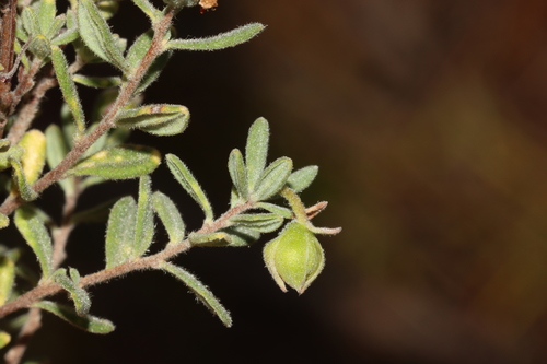 Image of Port Lincoln Guinea-Flower (Hibbertia cinerea) by (c) Tim Hammer, some rights reserved (CC BY)