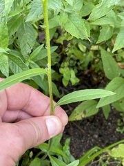 Oenothera villosa villosa