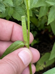 Oenothera villosa villosa