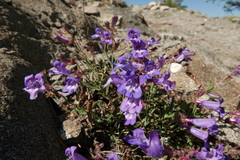 Penstemon laetus laetus