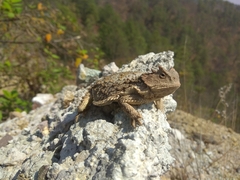 Phrynosoma braconnieri