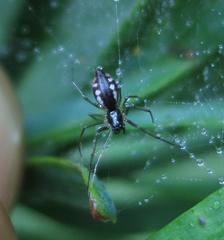 Microlinyphia sterilis