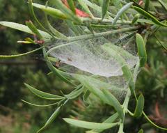 Microlinyphia sterilis