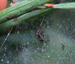 Microlinyphia sterilis