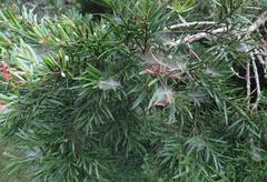 Microlinyphia sterilis