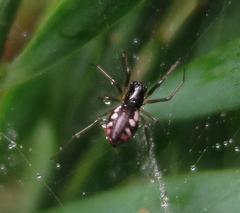 Microlinyphia sterilis