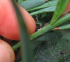 Microlinyphia sterilis