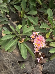 Plumeria rubra