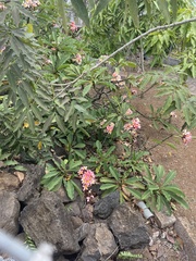 Plumeria rubra