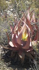 Aloe microstigma microstigma