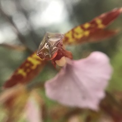 Rhynchostele bictoniensis