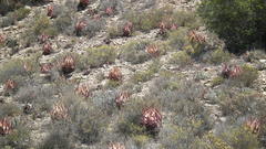 Aloe microstigma microstigma
