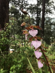 Rhynchostele bictoniensis