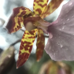 Rhynchostele bictoniensis