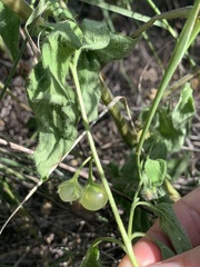 Solanum adscendens