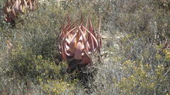 Aloe microstigma microstigma