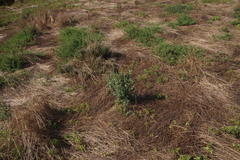 Rumex acetosella acetosella