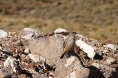 Muscisaxicola capistratus