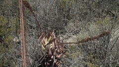Aloe microstigma microstigma