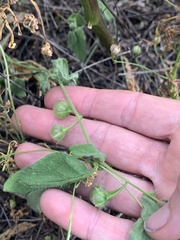 Solanum adscendens