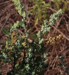 Rumex acetosella acetosella