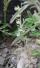 Artemisia macrocephala