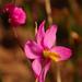 Ixia scillaris latifolia - Photo (c) Nick Helme, some rights reserved (CC BY-SA), uploaded by Nick Helme