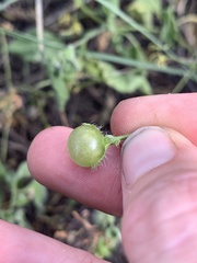 Solanum adscendens