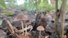 Fungi