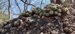 Mammillaria karwinskiana nejapensis