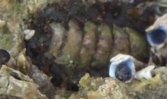Acanthochitona garnoti