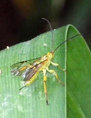 Theronia