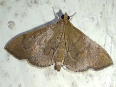 Crambidae