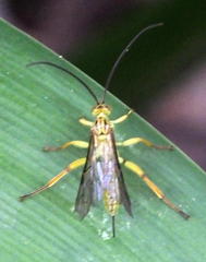 Theronia