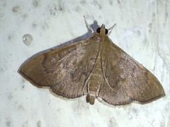 Crambidae