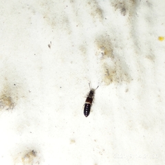 Staphylinidae